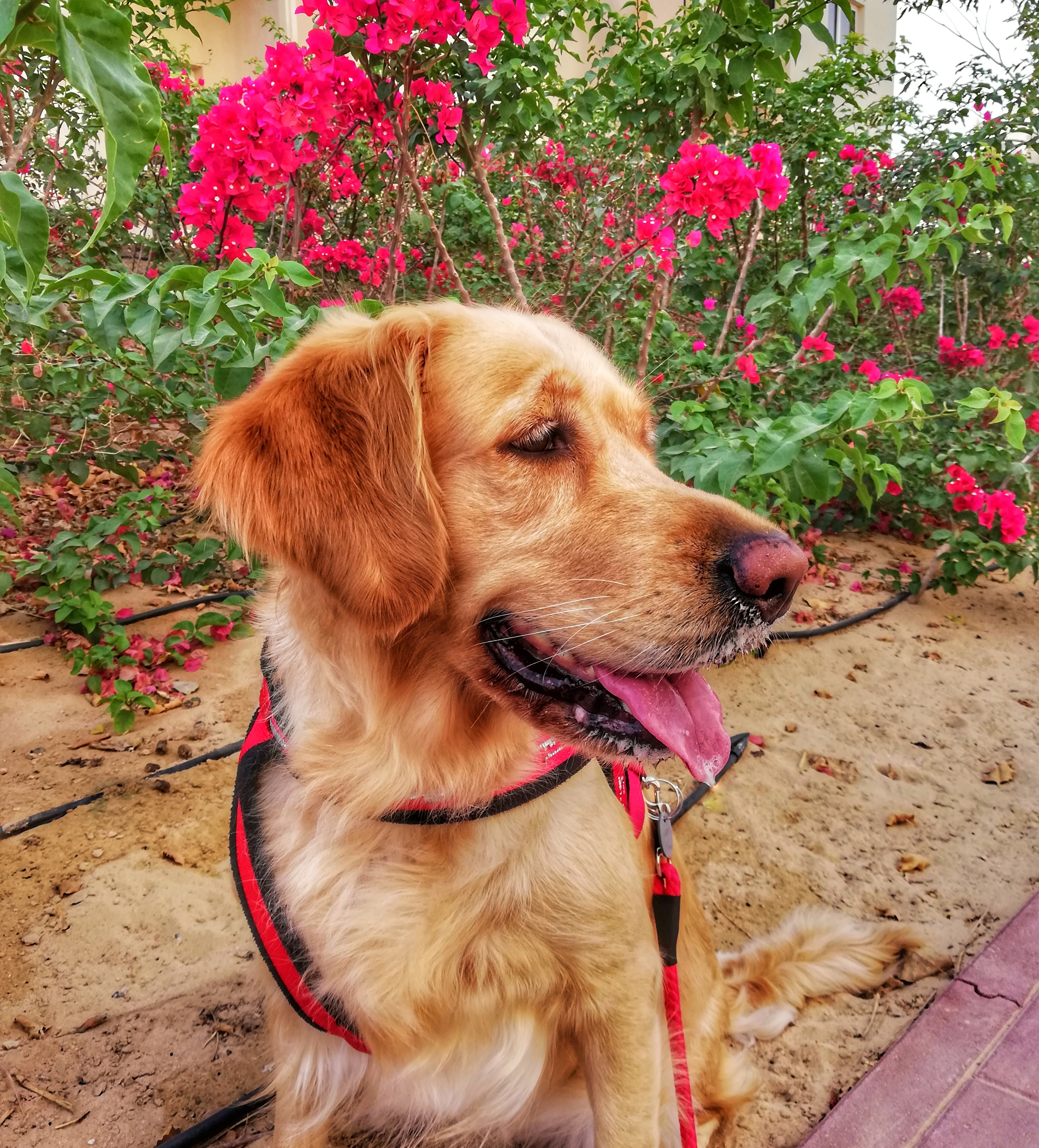 general information about dogs