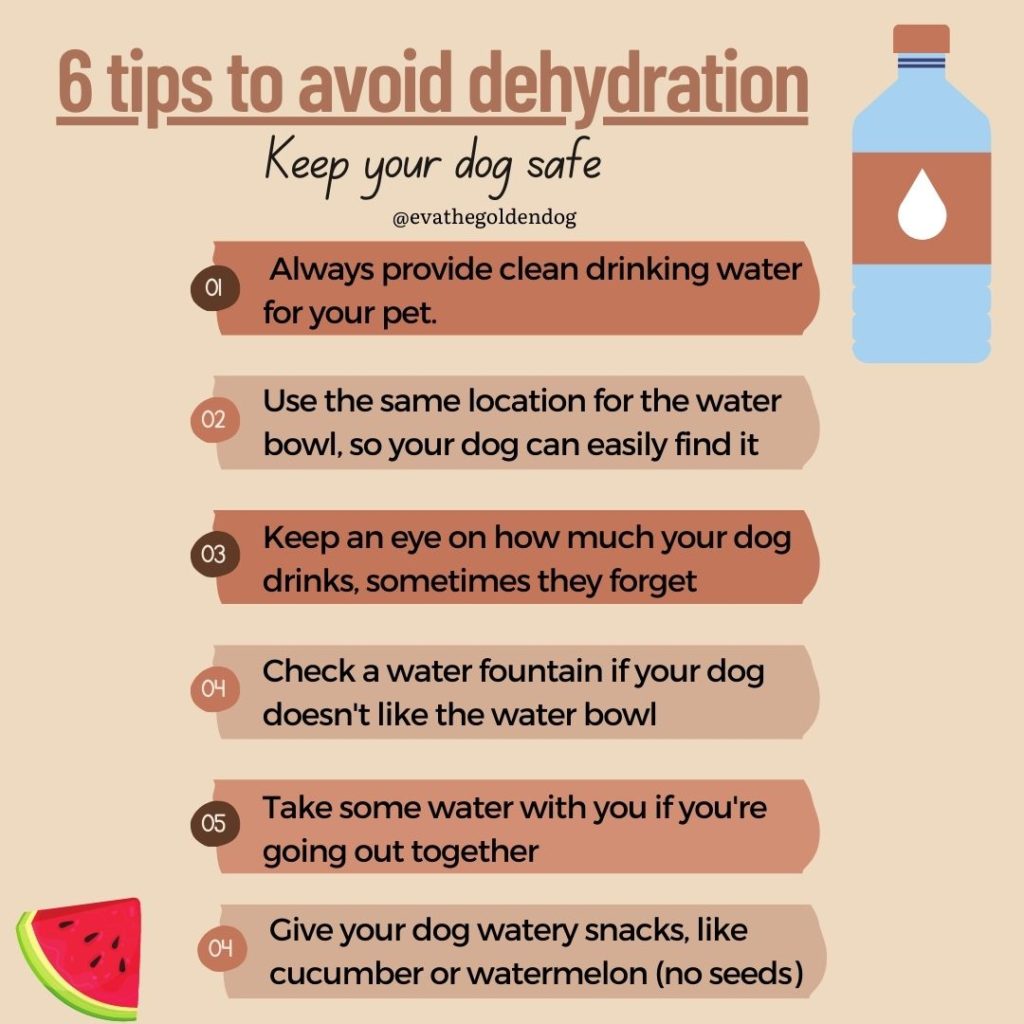 How to treat dehydration, bleeding, and burns in dogs